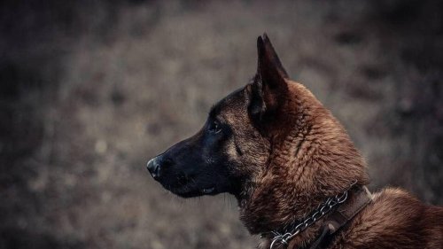 Toulouse. Un chasseur condamné pour avoir tué un chien errant de plusieurs coups de fusil