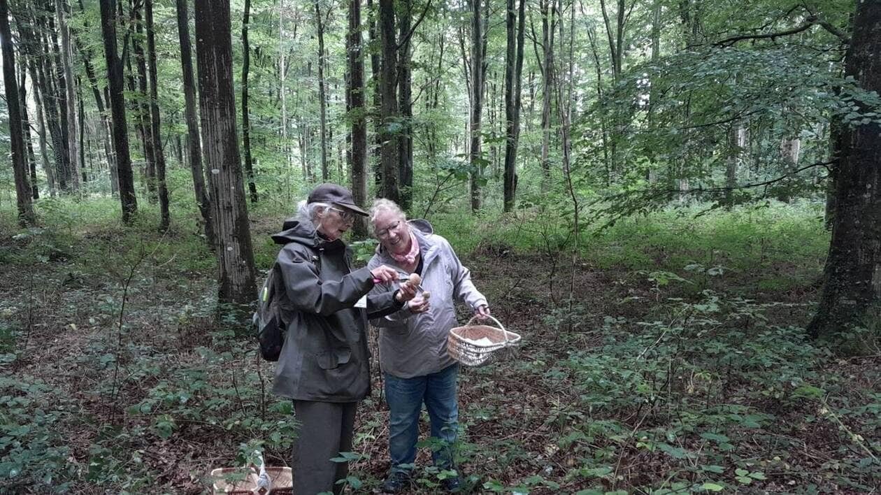 A Montfiquet, une sortie avec des mycologues pour reconnaître les champignons