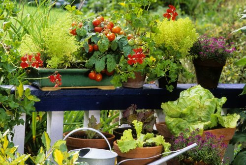 Ces 4 fleurs qu’on plante entre les tomates repoussent naturellement les pucerons : l’astuce magique à connaître !