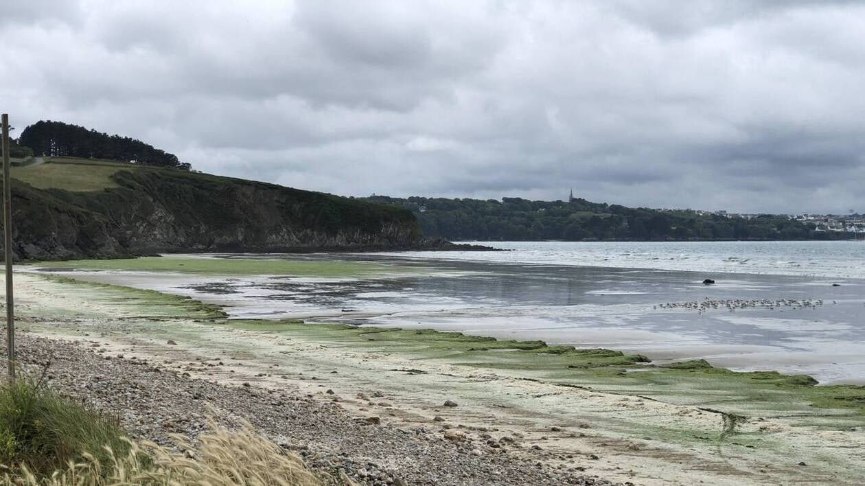 « 875 tonnes en trois jours » : les algues vertes refont surface en baie de Douarnenez