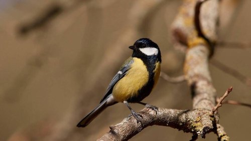 Voici quoi faire lorsqu’un oiseau percute une vitre et comment éviter que cela se produise