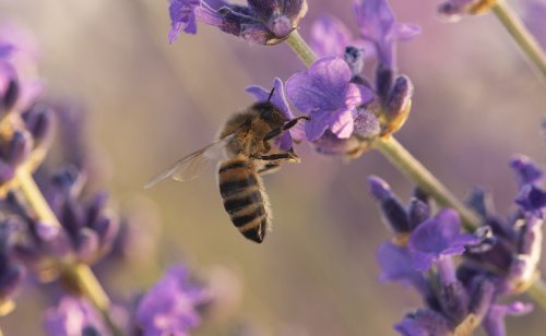 10 plantes mellifères à planter au jardin pour attirer les abeilles !
