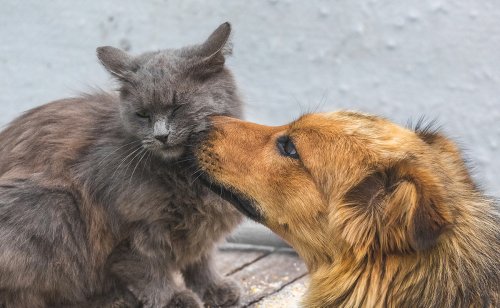 Conseils d'un vétérinaire pour que deux chats ou deux chiens deviennent amis !