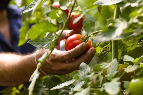 Vous plantez peut-être les mauvaises tomates : voici la variété ultime pour une récolte explosive et savoureuse - Pause Maison