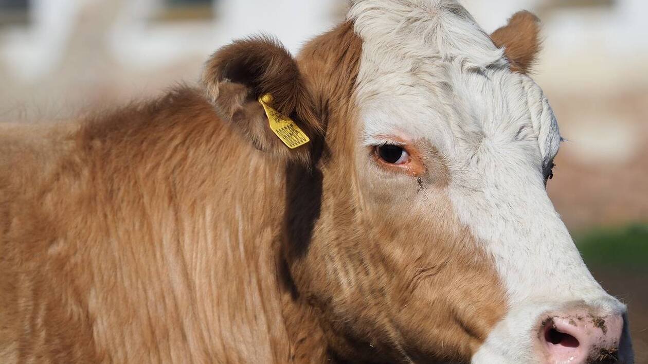 Au bord du suicide il y a un an, un éleveur sauve sa ferme grâce à une cagnotte de 75 000 €