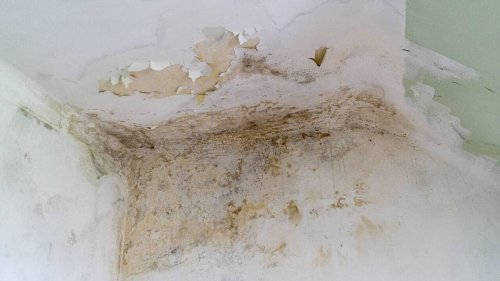 Malgré des travaux, son logement est infesté de moisissure : « Des murs jusqu’au plafond »