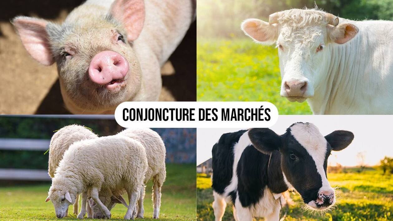Marchés agricoles : un coup de froid sanitairement bénéfique pour les élevages