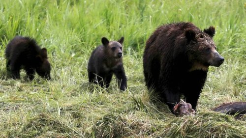 Attaque de grizzly dans un parc de l’Ouest canadien, deux morts