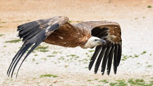 Des vautours captifs d’espèces différentes donnent naissance à des oisillons, un événement inédit