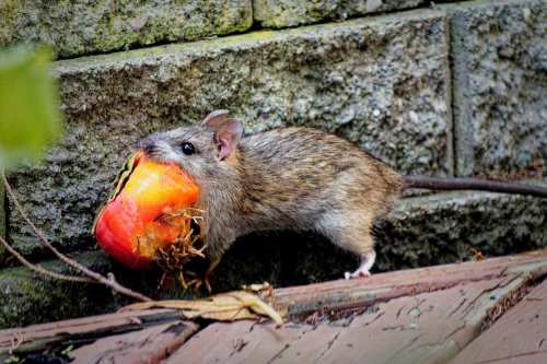 Ces 5 plantes très faciles à cultiver vont vous débarrasser pour de bon des rats au jardin !