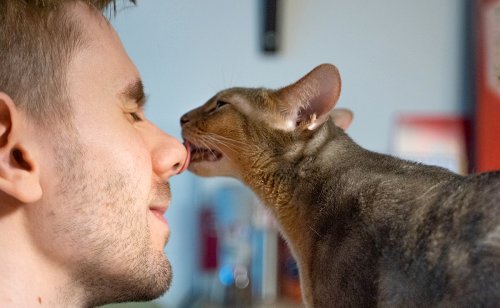 Pourquoi mon chat me lèche ? Voici 5 raisons possibles !