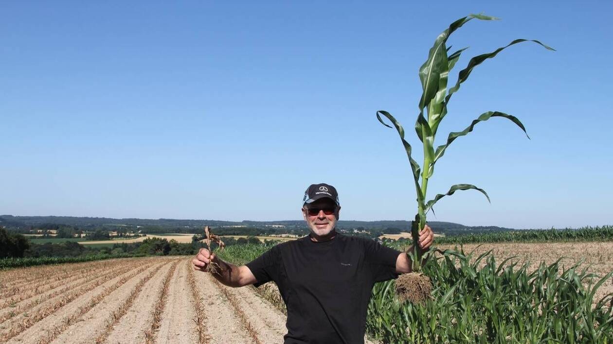Conflit entre agriculteurs en Bretagne : l’un d’eux retrouve son champ de maïs totalement saccagé