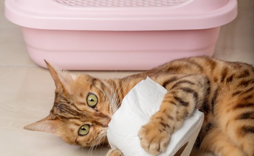 DIY : comment fabriquer la litière de son chat soi-même ?