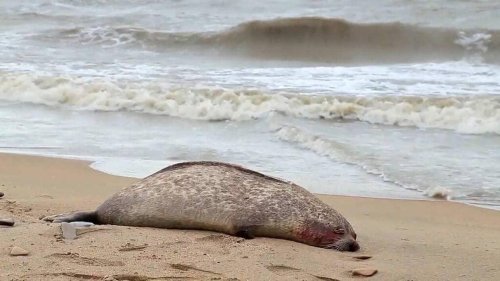 2 500 phoques retrouvés morts le long des côtes russes : le réchauffement climatique mis en cause