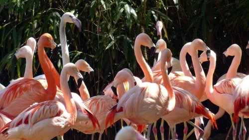 Camargue. Partagez l’intimité de flamants roses et d’aigrettes au Parc ornithologique du Pont de Gau