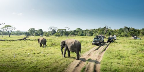 Quel budget prévoir pour un safari en Tanzanie ?