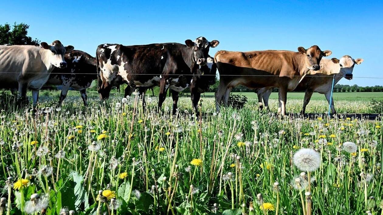 Agriculture : « On appelle toujours les vaches par leurs petits noms dans notre ferme »