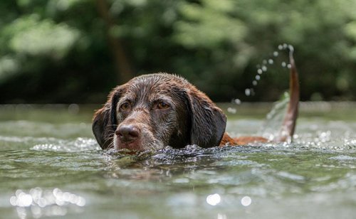 Les cyanobactéries : pourquoi est-ce un danger lors des baignades du chien ?