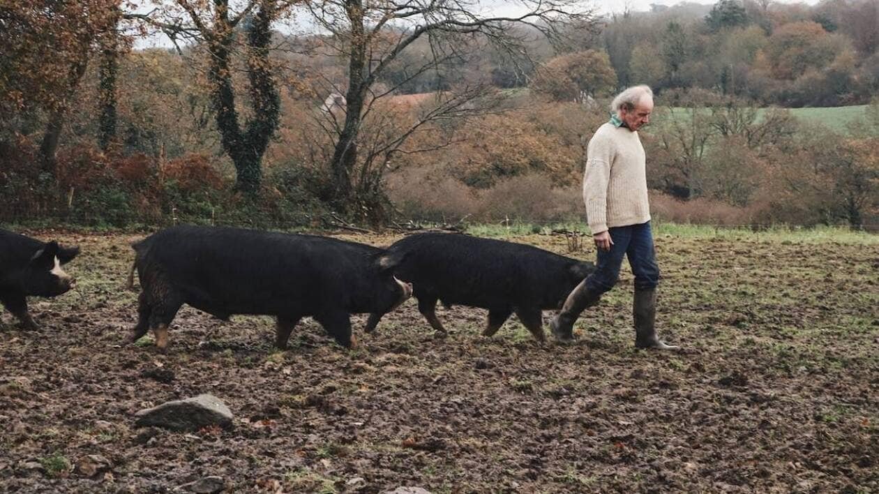 « Un coup porté aux petits élevages » : jugés trop proches des sangliers, 50 porcs de cet éleveur breton abatt