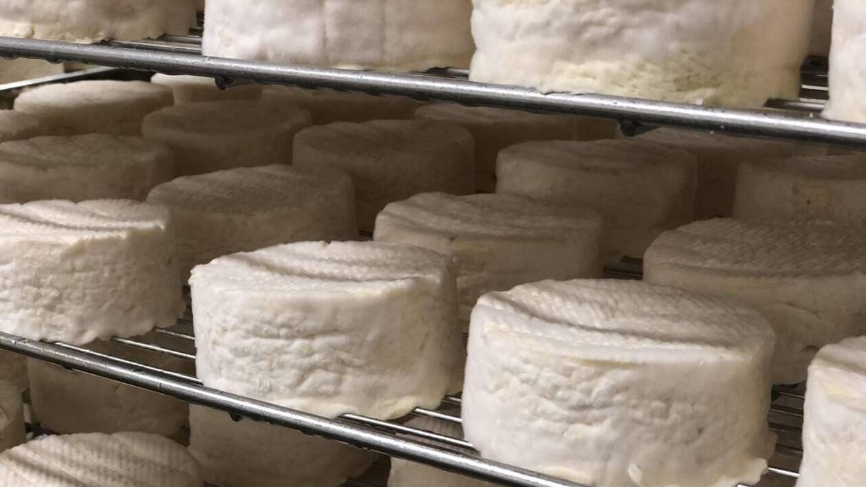Concours général agricole : la fromagerie Réo, seul prix d’excellence normand