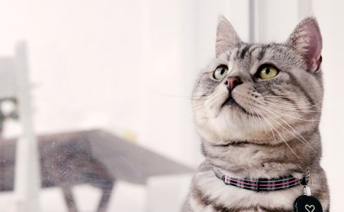American Shorthair : caractère, éducation, santé, prix | Race de chat