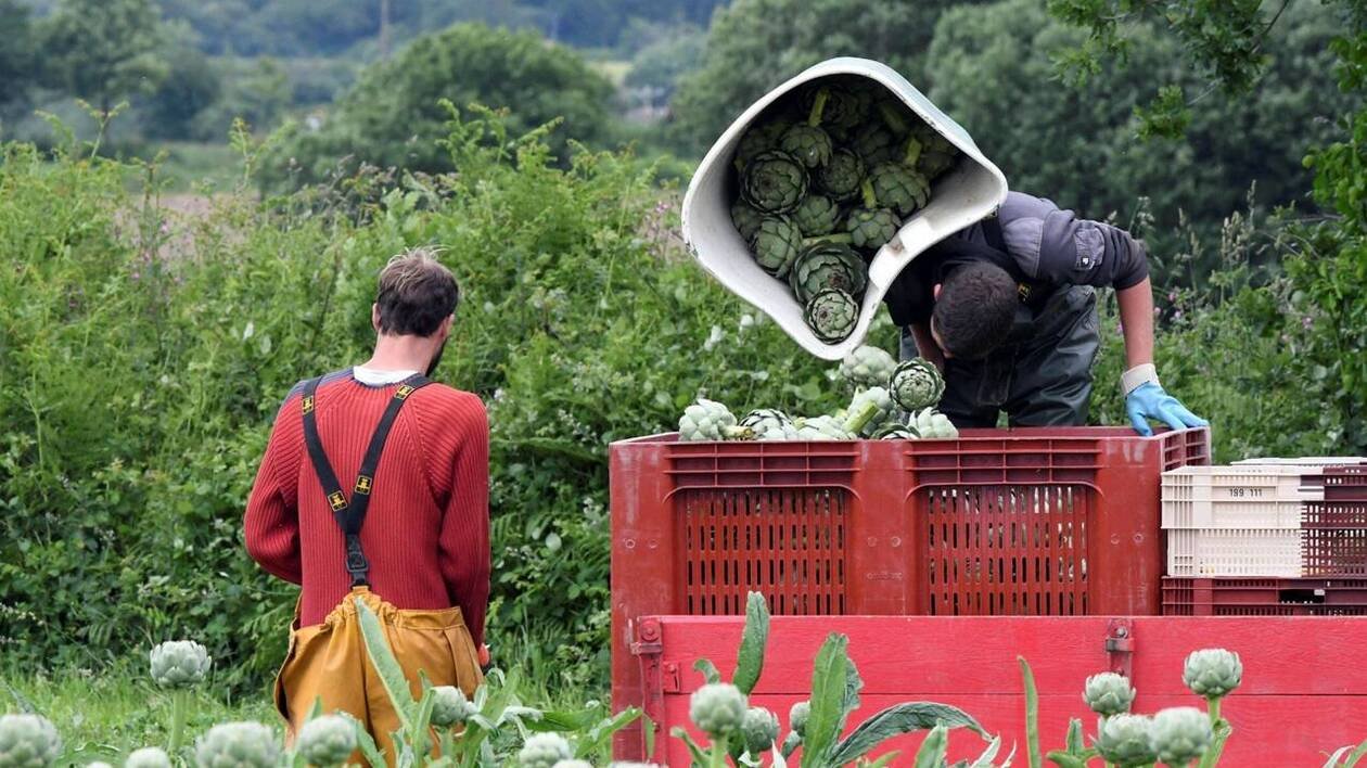De moins en moins consommé, surtout par les jeunes, quel avenir pour l’artichaut breton ?