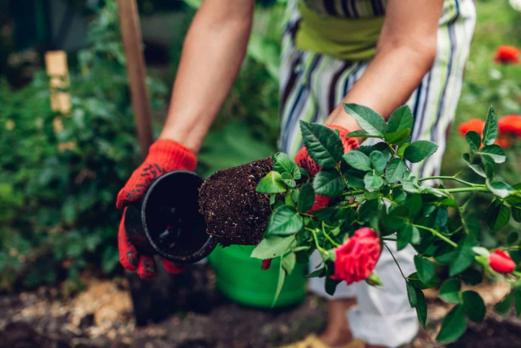 Plantes 