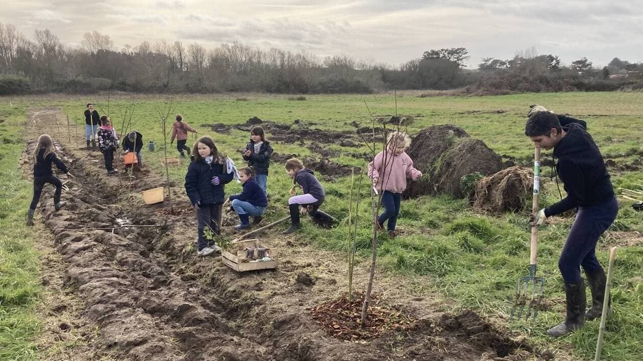 Des enfants de Plouhinec plantent des arbres pour ériger des haies
