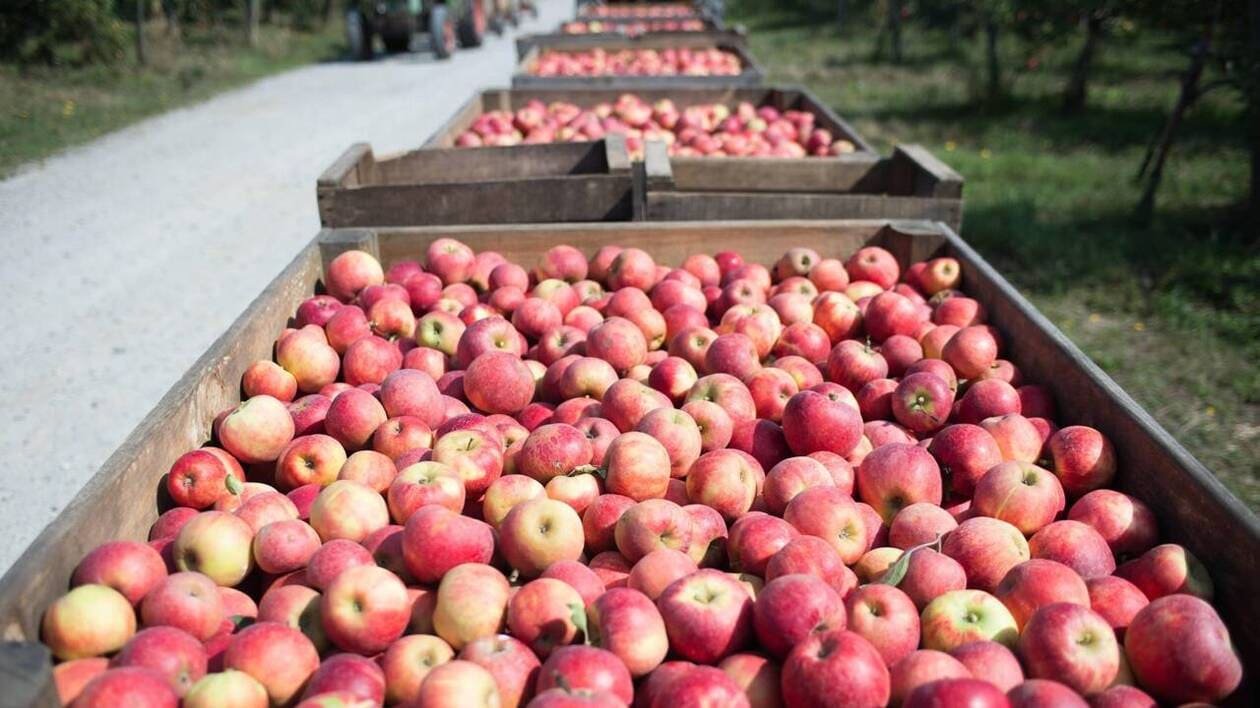 Pourquoi les producteurs de pommes redoutent une riposte du Brésil suite au Mercosur
