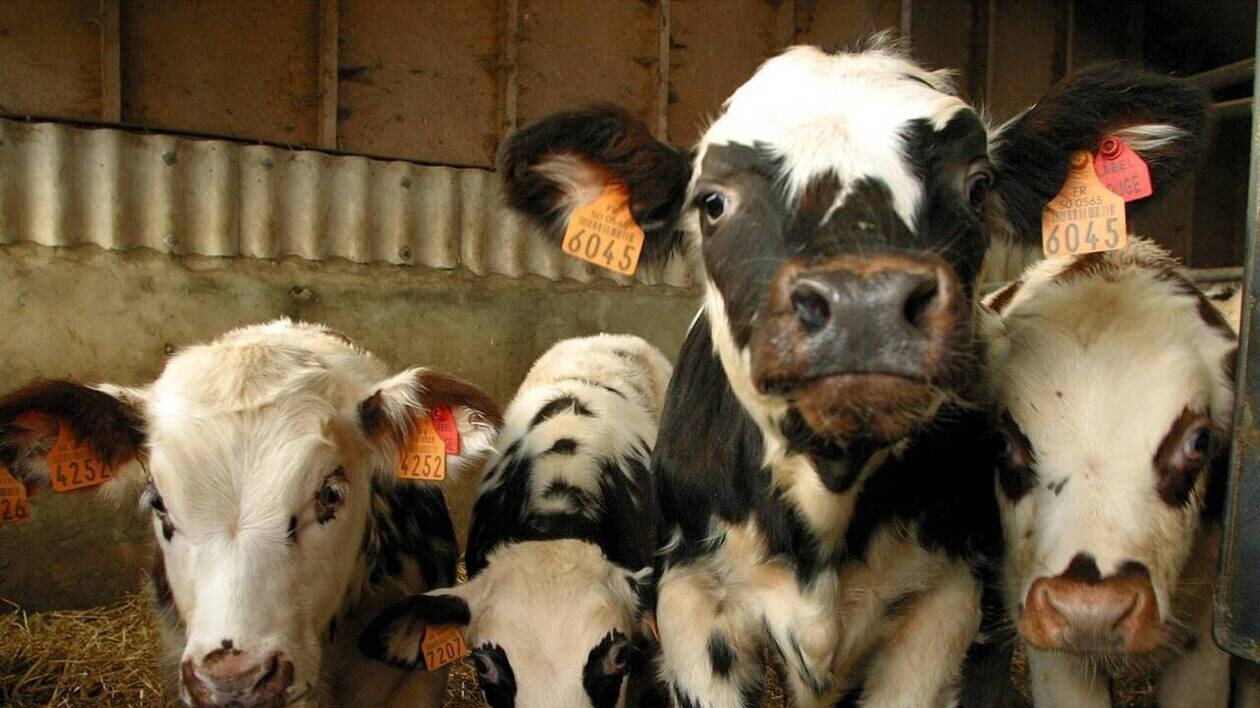 Six abattoirs bloqués cette nuit par une centaine de militants de 269 Libération animale