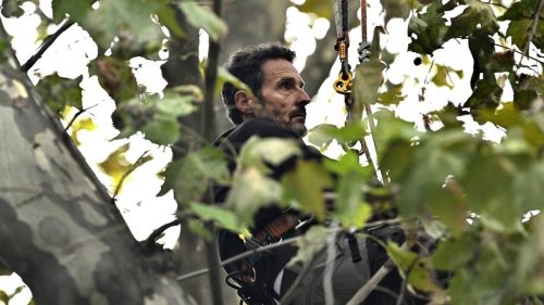 PORTRAIT. Qui est Thomas Brail, l’homme perché dans un arbre à Paris contre l’autoroute A69
