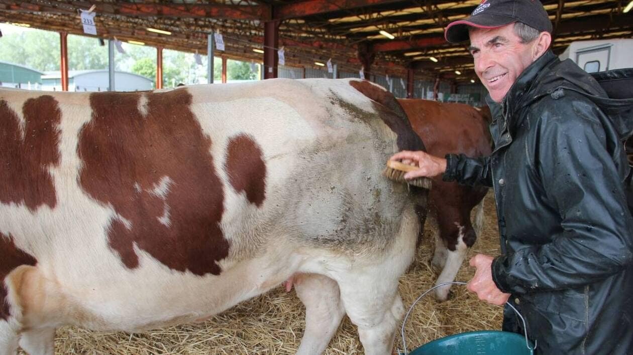 Animaux et éleveurs sont arrivés à Évron et se préparent pour l’ouverture du Festival de la viande