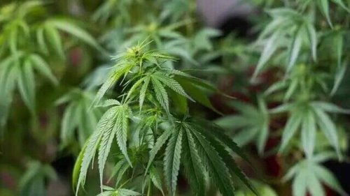 Gironde. Six hommes condamnés pour avoir voulu planté plus de 1 000 pieds de cannabis en forêt