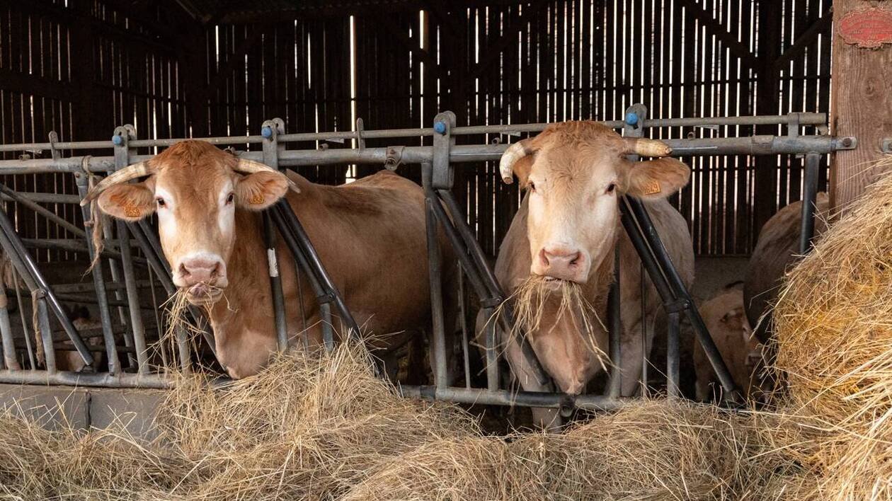 CARTE. Dermatose bovine : les zones de vaccination étendues, en pleine colère des agriculteurs