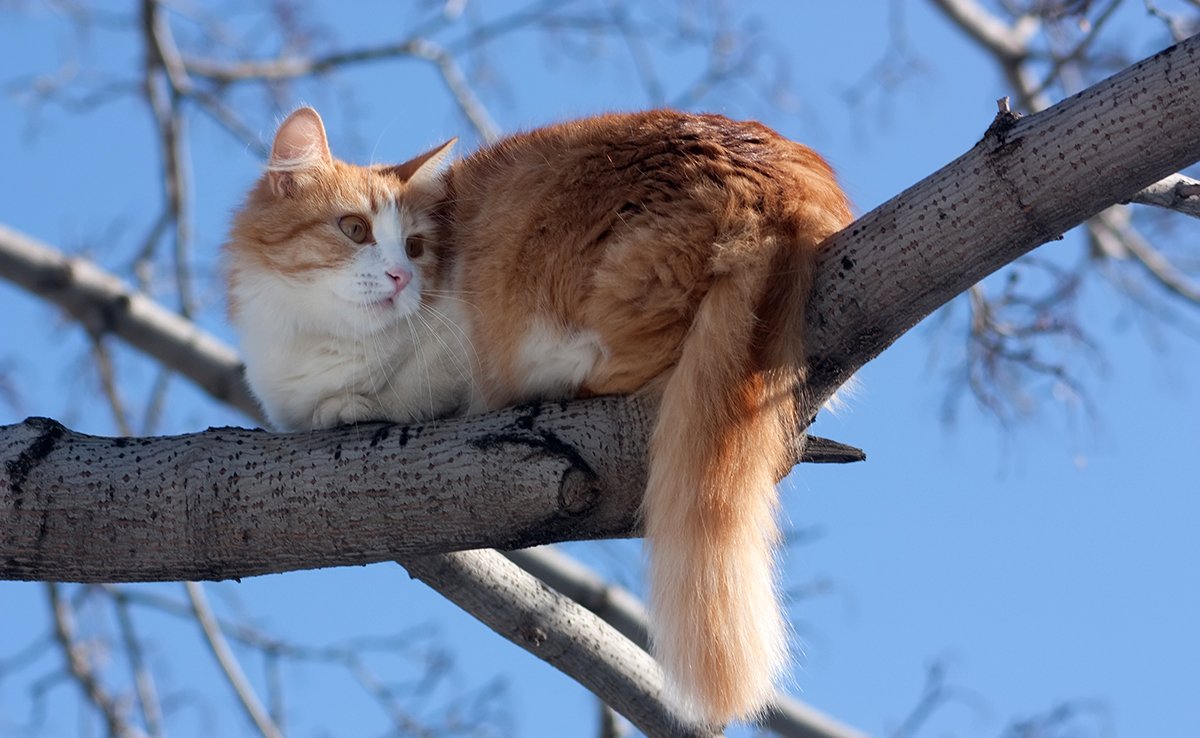 Un chat peut-il survivre à une chute ? Ça dépend de la hauteur !
