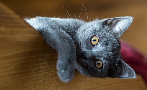 Un chat en appartement n'est pas heureux : vrai ou faux ?