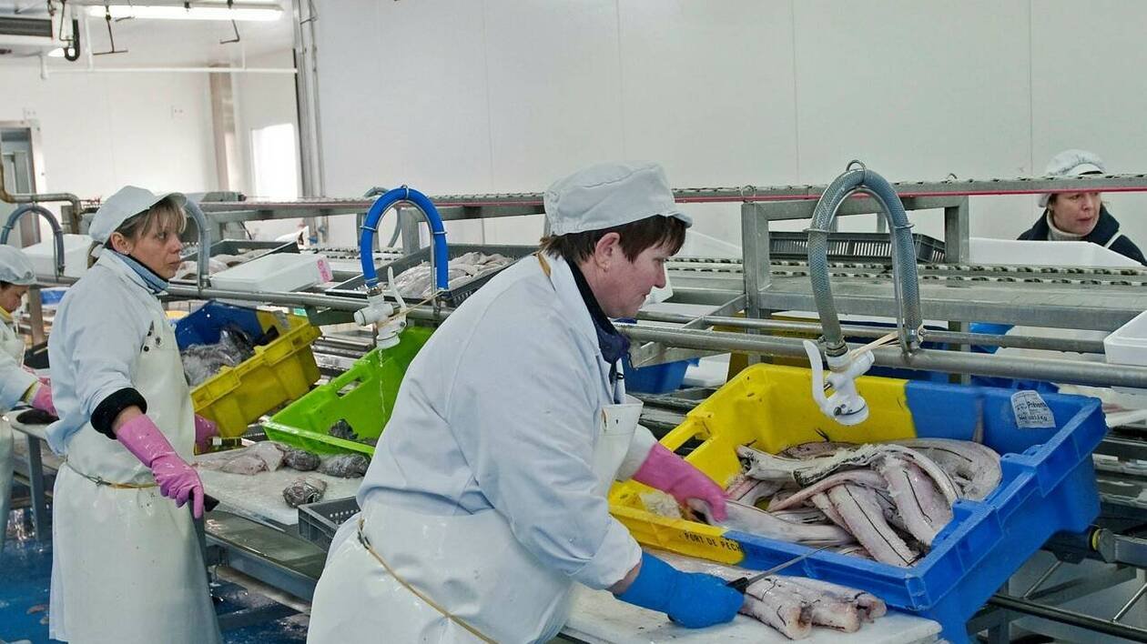 Golfe de Gascogne : le guichet de FranceAgrimer pour l’indemnisation du secteur mareyage est ouvert