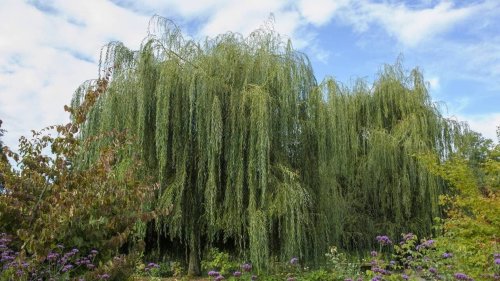 Saule pleureur, châtaignier, tilleul des bois… Voici 18 arbres adaptés à un grand jardin