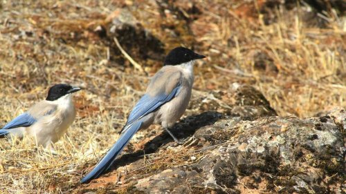 Des oiseaux agressifs harcèlent les passants : « Ils attaquent par-derrière »