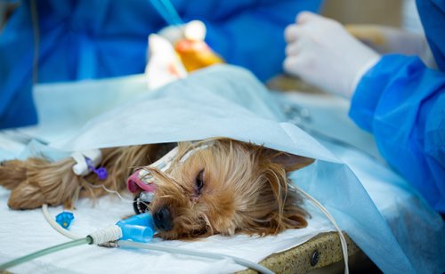 L’anesthésie chez le chien présente-t-elle des risques ?