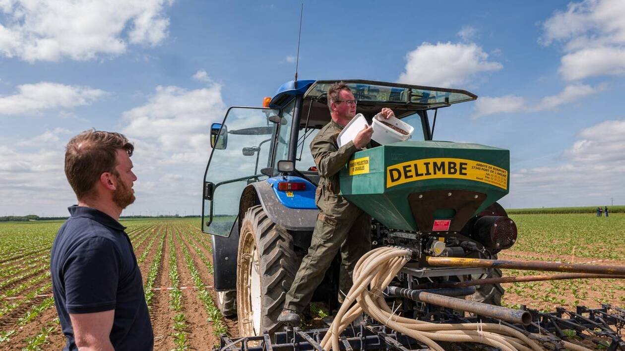 Agriculture. Odeurs, insectes prédateurs… des alternatives aux néonicotinoïdes existent