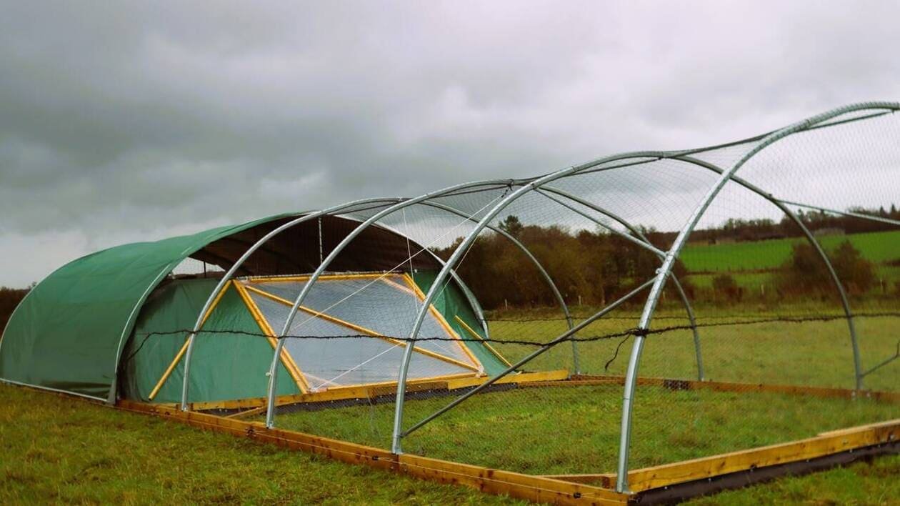 Près de Falaise, un poulailler mobile abrite une centaine de poules pondeuses