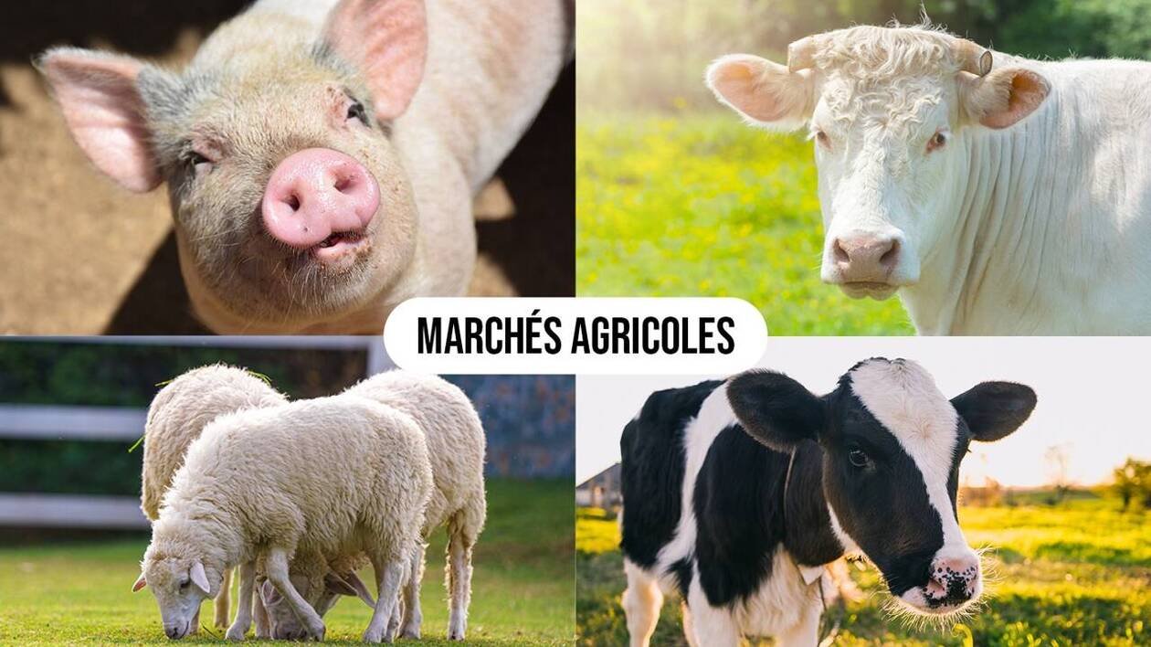 Marchés agricoles : à Château-Gontier, vente fluide et stabilisation des prix