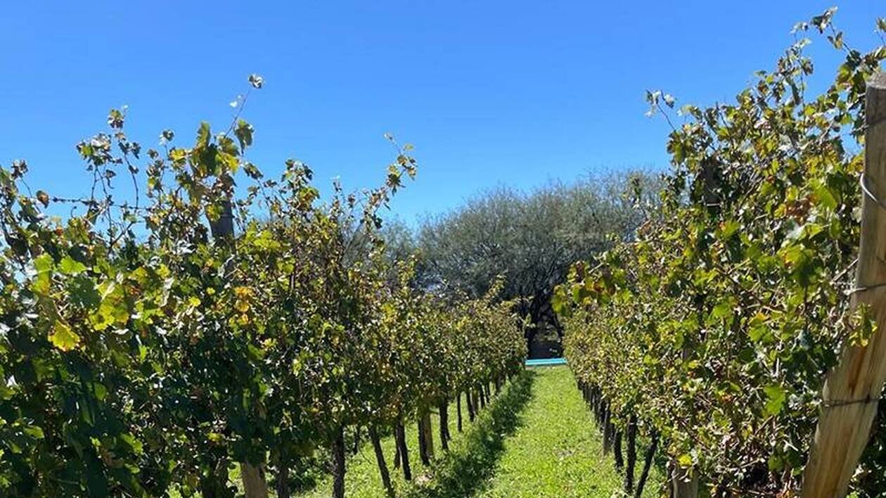 Une journée dédiée à l’installation des vignerons en Maine-et-Loire