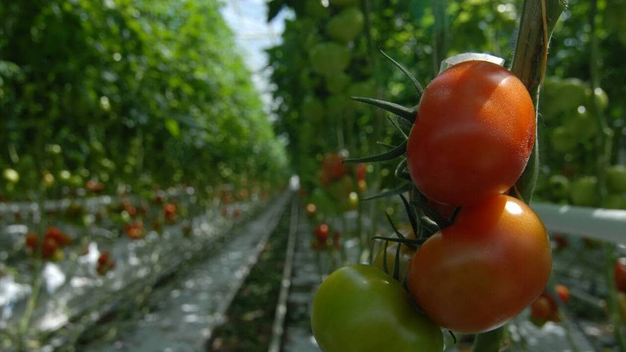 Cette coopérative agricole se dote de l’intelligence artificielle pour anticiper ses tomates futures
