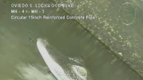 Un alligator retrouvé dans une canalisation lors d’un contrôle de routine : « Surprenant à voir »