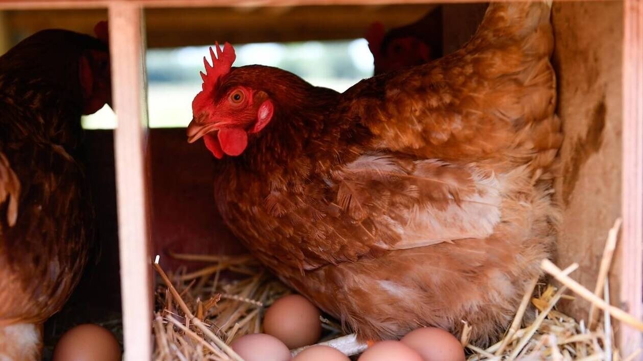 600 poules sont à sauver de l’abattoir dans cette commune de Maine-et-Loire