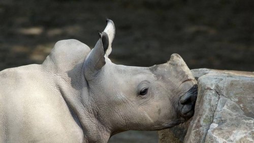 Un rhinocéros blanc voit le jour dans un parc de l’Aude : une naissance « exceptionnelle »