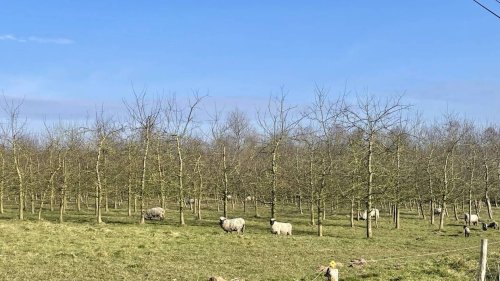 Une nouvelle brebis retrouvée morte dans le pays de Fougères