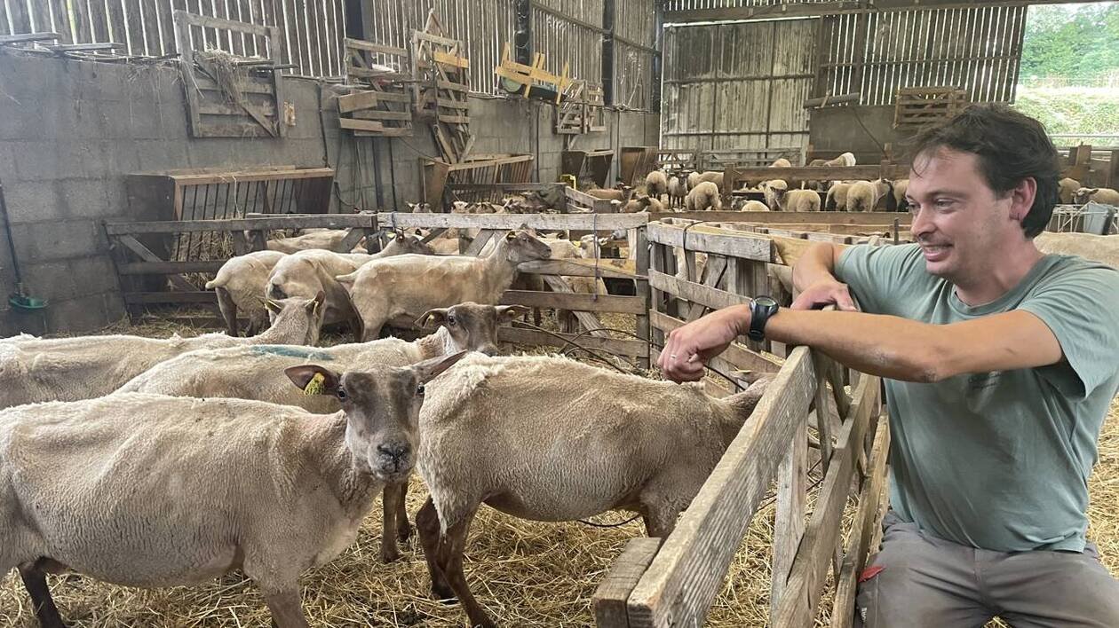 En Bretagne, la fièvre catarrhale ovine inquiète les éleveurs
